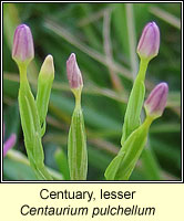 Centuary, lesser, Centaurium pulchellum