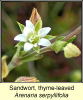 Sandwort, thyme-leaved, Arenaria serpyllifolia ssp serpyllifolia