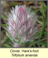 Clover, hare's-foot, Trifolium arvense