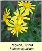 Ragwort, Oxford, Senecio squalidus