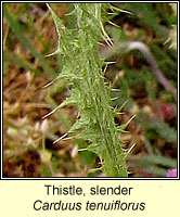 Thistle, slender, Carduus tenuiflorus