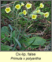 Oxlip, false, Primula x polyantha