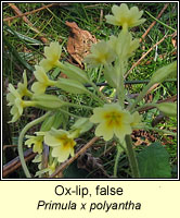 Oxlip, false, Primula x polyantha