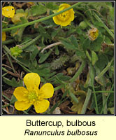 Buttercup, bulbous, Ranunculus bulbosus