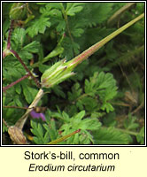 Stork's-bill, common, Erodium circutarium