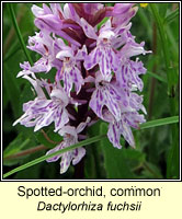 Spotted-orchid, common, Dactylorhiza fuchsii