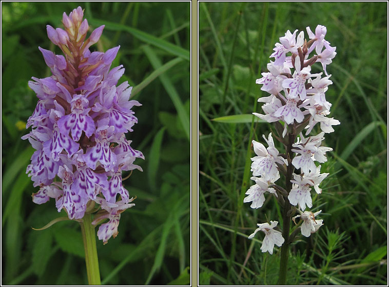 Common Spotted-orchid, Dactylorhiza fuchsii