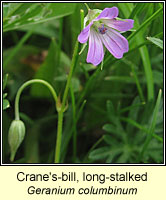 Crane's-bill, long-stalked, Geranium columbinum