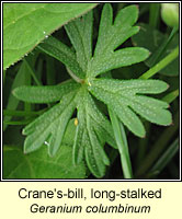 Crane's-bill, long-stalked, Geranium columbinum