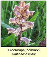 Broomrape, common, Orobanche minor