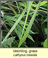 Vetchling, grass, Lathyrus nissolia