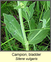Campion, bladder, Silene vulgaris