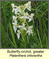 Butterfly-orchid, greater, Platanthera chlorantha