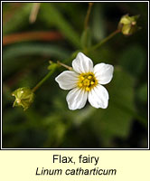 Flax, fairy, Linum catharticum