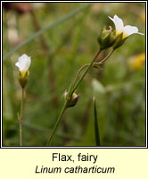 Flax, fairy, Linum catharticum