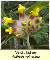 Vetch, kidney, Anthyllis vulneraria