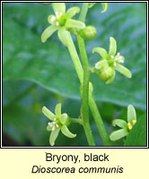 Bryony, black, Dioscorea communis