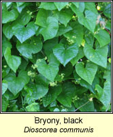 Bryony, black, Dioscorea communis