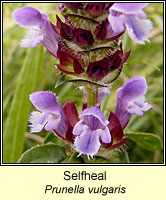 Selfheal, Prunella vulgaris