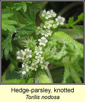 Hedge-parsley, knotted, Torilis nodosa