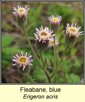Fleabane, blue, Erigeron acris