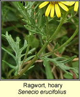 Ragwort, Hoary, Senecio erucifolius