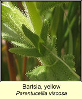Bartsia, yellow, Parentucellia viscosa