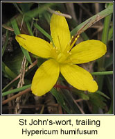 St John's-wort, trailing, Hypericum humifusum