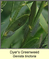Dyer's Greenweed, Genista tinctoria