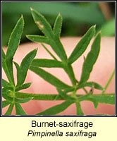 Burnet-saxifrage, Pimpinella saxifraga