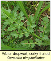 Water-dropwort, corky-fruited, Oenanthe pimpinelloides
