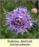 Scabious, devil's-bit, Succisa pratensis