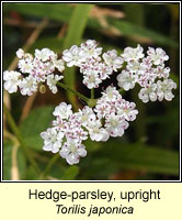 Hedge-parsley, upright, Torilis japonica