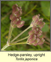 Hedge-parsley, upright, Torilis japonica