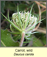 Carrot, wild, Daucus carota