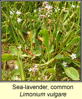 Sea-lavender, Common, Limonium vulgare