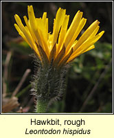 Hawkbit, rough, Leontodon hispidus