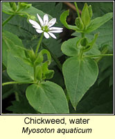Chickweed, water, Myosoton aquaticum