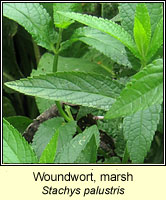 Woundwort, marsh, Stachys palustris