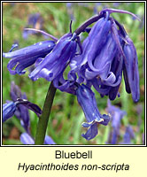 Bluebell, Hyacinthoides non-scripta