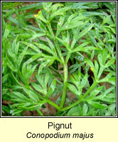 Pignut, Conopodium majus