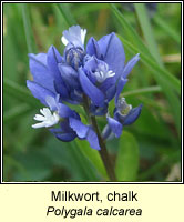 Milkwort, chalk, Polygala calcarea