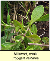 Milkwort, chalk, Polygala calcarea