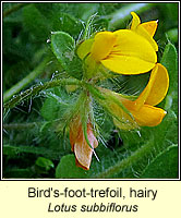 Bird's-foot-trefoil, hairy, Lotus subbiflorus