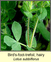 Bird's-foot-trefoil, hairy, Lotus subbiflorus
