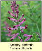 Fumitory, common, Fumaria officinalis