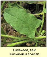 Bindweed, field, Convolvulus arvensis
