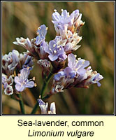 Sea-lavender, Common, Limonium vulgare