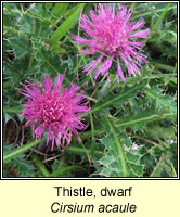 Thistle, Dwarf, Cirsium acaule