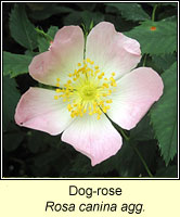 rose, Dog-rose, Rosa canina agg
